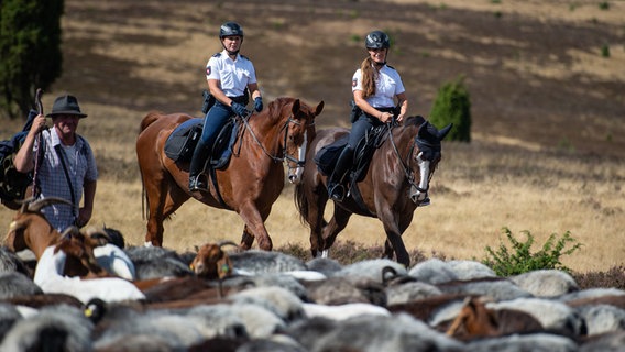 Zwei Polizistinnen reiten vorbei an einem Schäfer mit seinen Tieren im Naturschutzpark "Lüneburger Heide". © picture alliance/dpa Foto: Philipp Schulze
