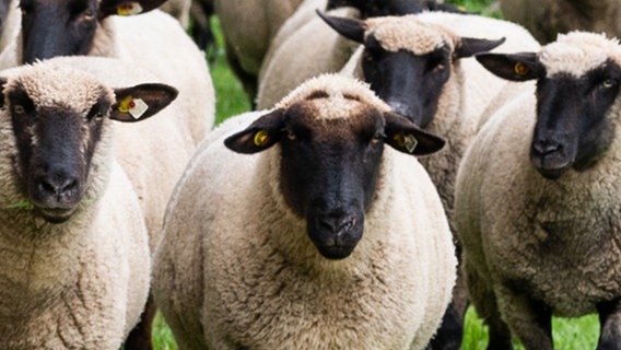 Ein Herde Schafe läuft über eine Wiese. © picture alliance/dpa/Philipp Schulze Foto: Philipp Schulze