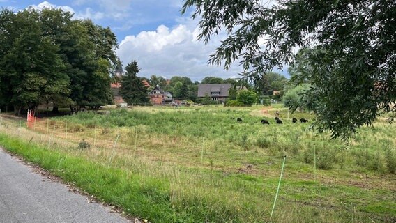 Blick auf eine eingezäunte Wiese im Landkreis Uelzen, auf der zehn Schafe gerissen worden sind - vermutlich von einem Wolf. © NDR Foto: Benjamin Bigger