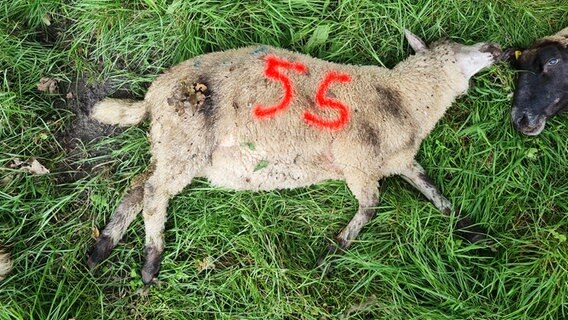 Zwei tote Schafe liegen auf einer Weide © Kreisjägerschaft Stade Foto: Julia Seefried