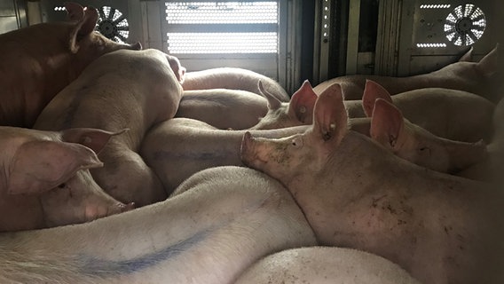 In einem Tiertransporter drängen sich mehrere eingepferchte Schweine. © Polizeiinspektion Rotenburg 