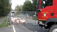 Feuerwehrleute und Polizisten pferchen Schweine nach einem Unfall provisorisch ein. © DAN-TV 