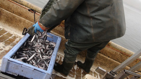 Ein Fischer kippt Stinte in eine Kiste. © NDR.de Foto: Marie Elane Schulz