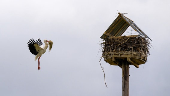 Ein Weißstorch fliegt mit Nestmaterial im Schnabel ein Nest an, über das ein Dach gebaut wurde. © dpa Bildfunk Foto: Philipp Schulze