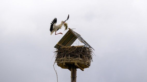 Ein Weißstorch fliegt mit Nestmaterial im Schnabel ein Nest an, über das ein Dach gebaut wurde. © dpa Bildfunk Foto: Philipp Schulze