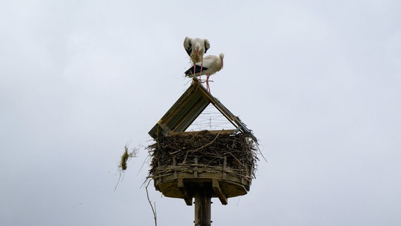 Zwei Störche auf einem Nest, über das ein Dach gebaut wurde. Das Nistmaterial fällt herunter. © dpa Bildfunk Foto: Philipp Schulze