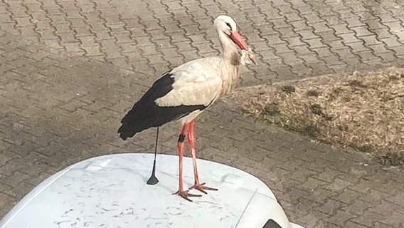 Ein Storch steht auf einem Autodach in Bardowick. © Privat 