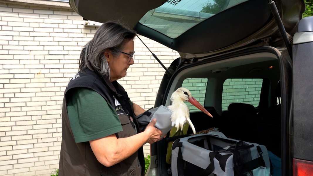Rubber ring around beak: Stork “Bruno” regains his strength |  > – News – Lower Saxony
