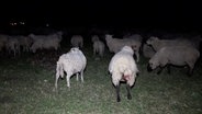 Eine Schafherde steht auf einer Weide. © NonstopNews 