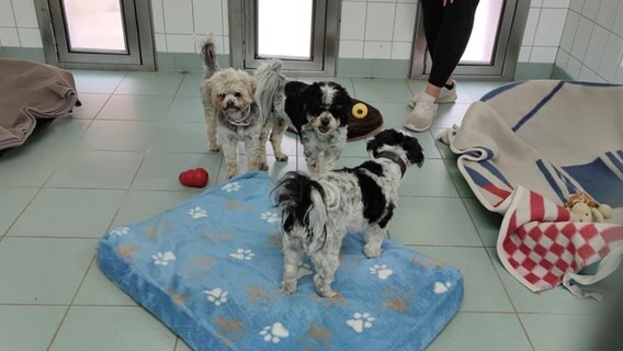 Drei Hunde im Tierheim in Mienenbüttel.  Foto: Doris Firlus
