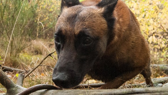 Ein Spürhund durchsucht den Wald nahe der Ortschaft Räber. © dpa-Bildfunk Foto: Philipp Schulze