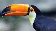 Ein Riesentukan hält eine Traube in einer Voliere im "Weltvogelpark" Walsrode. © dpa-Bildfunk Foto: Holger Hollemann