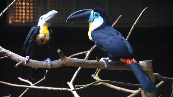 Zwei Dottertukane sitzen auf einem Ast. © Weltvogelpark Walsrode 