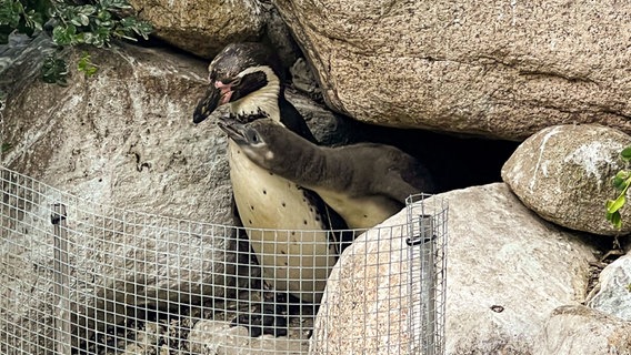 Zwei Pinguine, davon ein Jungtier, im Freigehege. © Dederichs Reinecke & Partner/Vogelpark Walsrode Foto: Vogelpark Walsrode