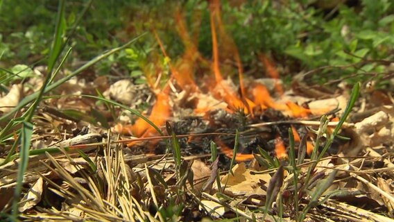 In einem Waldstück brennt eine trockene Grasfläche. © TV Elbnews 