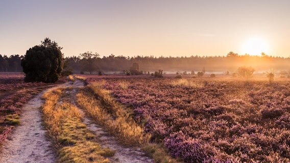 Heideblüten entlang eines Weges in der Lüneburger Heide. © NDR Foto: Tobias Freiwald