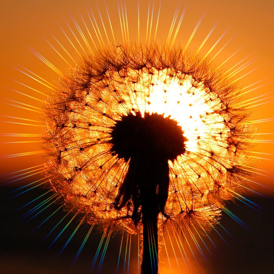Die Sonne geht hinter einer Pusteblume auf. © NDR Foto: Karin Wilkerling
