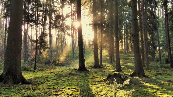 Morgensonne scheint durch einen Wald. © NDR Foto: Renate Hoffrichter