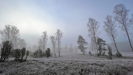 das Bild zeigt eine vom Frost mit Raureif überzogenen Wiese und Bäume. © NDR Foto: Sandra Vielguth-Eckhardt