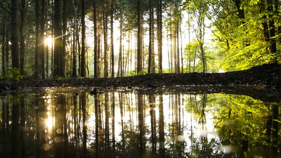 Blick auf Bäume, die sich im Wasser spiegeln. © NDR Foto: Sandra Bittner-Hellbernd