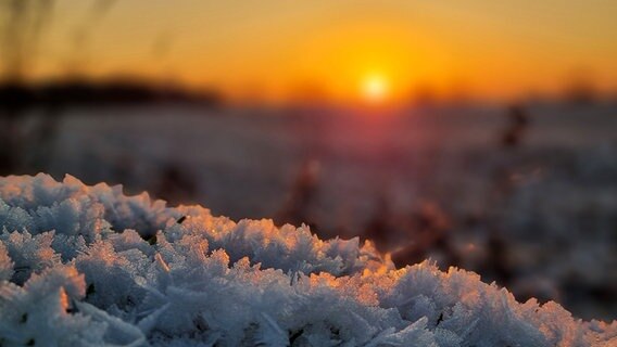 Eiskristalle auf Pflanzen werden von der untergehenden Sonne angestrahlt. © NDR Foto: Britta Strohschneider