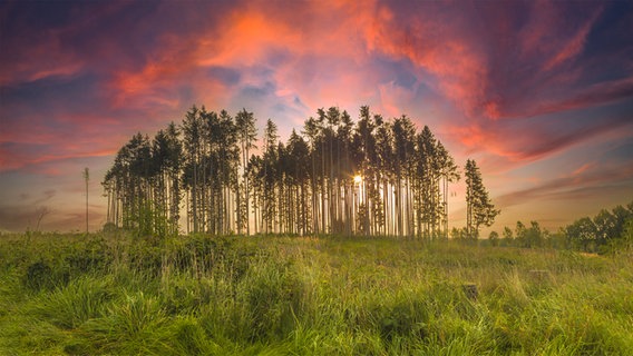 Die Sonne geht hinter einer Baumgruppe auf. © NDR Foto: David Travis