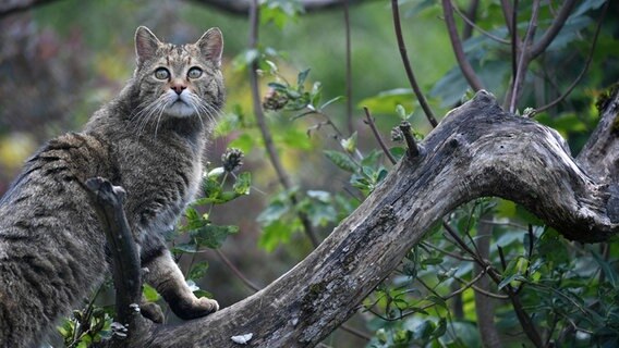Eine Wildkatze klettert auf einen Ast. © dpa-Bildfunk Foto: Martin Schutt