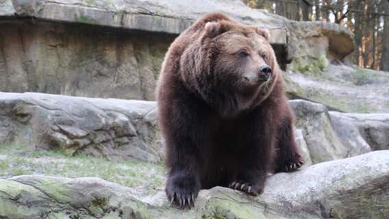Ein brauner Bär im Tierpark  Foto: Kast, Ina