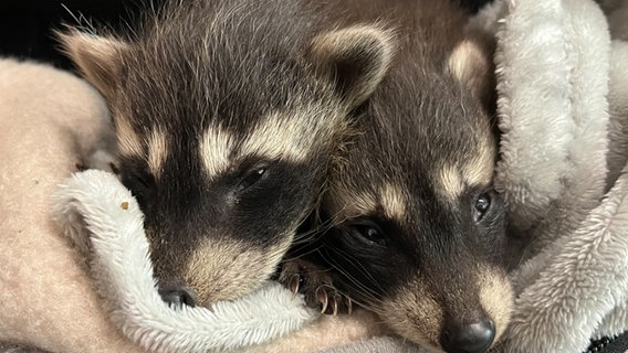 Das Bild zeigt zwei kleine Dachse, die schlafen in der Wildtierstation Lüneburger Heide. © Wildtierhilfe Lüneburger Heide e.V. 