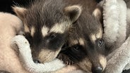 Das Bild zeigt zwei kleine Dachse, die schlafen in der Wildtierstation Lüneburger Heide. © Wildtierhilfe Lüneburger Heide e.V. 