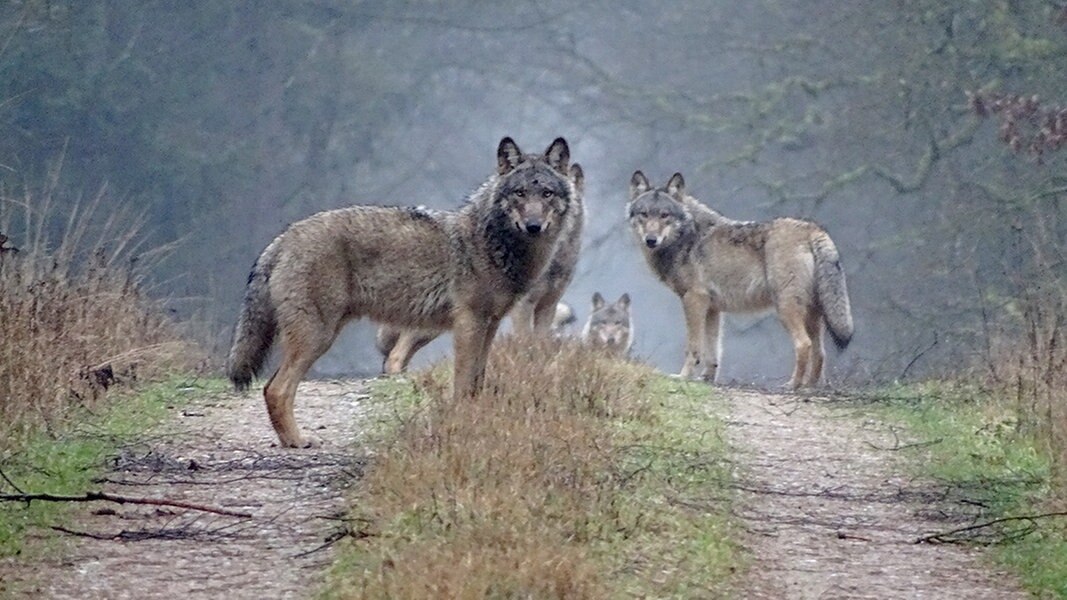 Wolf In Niedersachsen
