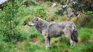 Ein Wolf im Wald. © Landesforsten Niedersachsen Foto: Martin Tripp