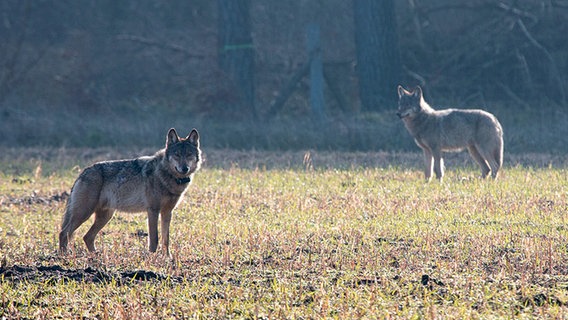 Zwei Wölfe stehen auf einer Wiese vor einem Wald, der vordere hat ein Halsband um. © dpa-Bildfunk Foto: Konstantin Knorr