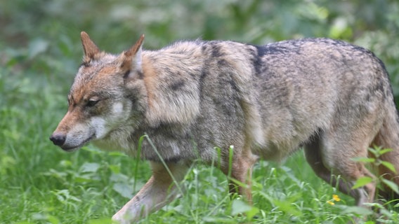 Ein Wolf läuft durch Gras. Ein Wolf läuft durch Gras. © picture alliance/dpa Foto: Carsten Rehder