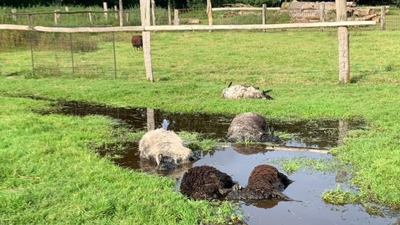 Tote Schafe liegen nach einem Wolfsriss auf einer Wiese. © Nina Aevermann Foto: Nina Aevermann