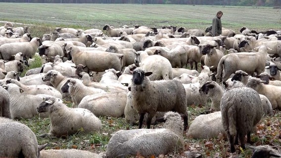 Eine Schafherde steht auf einer Weide. © NonstopNews 