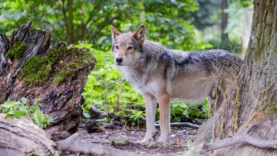 Ein Timberwolf steht im Wisentgehege Springe. © picture alliance/dpa Foto: Ole Spata