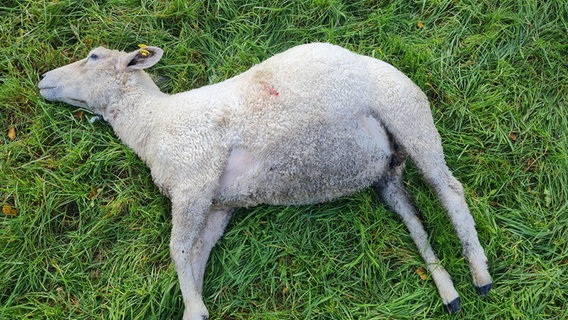 Ein totes Schaf liegt auf einer Wiese. © Jägerschaft Stade 
