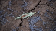 Ein Maiskolben liegt auf dem trockenen Acker. Die Trockenheit in diesem Sommer setzt der Maisernte in Niedersachsen zu. © picture alliance/dpa/Sina Schuldt Foto: Sina Schuldt