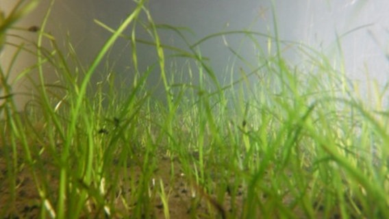 Unterwasseraufnahme vom kleinen Seegras. © TU Braunschweig Foto: Maike Paul