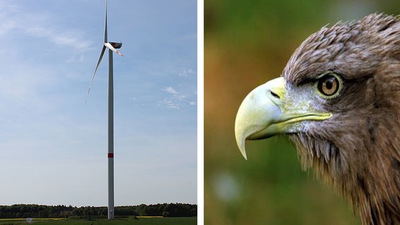 Eine Montage aus Seeadler und Windkraftanlage. Eine Montage aus Seeadler und Windkraftanlage. © NDR /dpa-Bildfunk Foto: Kora Blanken / Wulf Pfeiffer