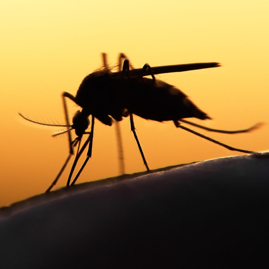 (101) Mücken, Klima, Krankheiten