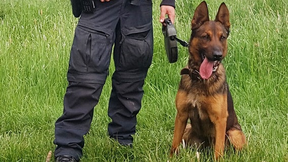 EIn Polizeihund wird an einer Leine gehalten. © Polizeiinspektion Nienburg/Schaumburg 