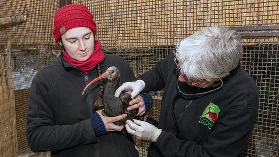 Die Zootierärztin schaut sich im Tierpark Nordhorn einen Vogel an. © Tierpark Nordhorn/Franz Frieling Foto: Franz Frieling