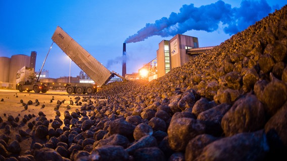 Zuckerrüben werden zur Weiterverarbeitung am Werk der Nordzucker AG abgeladen. © picture alliance/dpa | Julian Stratenschulte Foto: Julian Stratenschulte