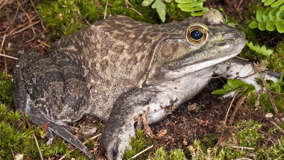 Ein Nordamerikanischer Ochsenfrosch sitzt im Gebüsch. © picture alliance / imageBROKER | alimdi / Michelle Gilders Foto: Michelle Gilders