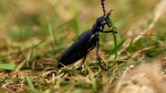 Ein Schwarzblauer Ölkäfer sitzt auf einer Wiese. © Nord-West-Media TV 