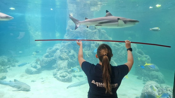 Ein Schwarzspitzenflossen-Hai im Aquarium Wilhelmshaven. Davor eine Mitarbeiterin bei der Inventur. © Aquarium Wilhelmshaven 