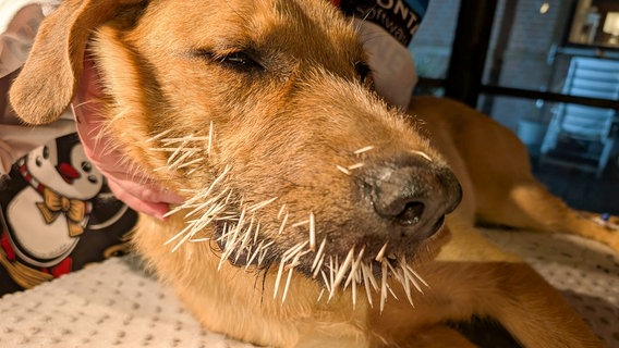 Ein Hund mit vielen Stacheln eines Baumstachlers an der Schauze. © Marco Nolte-Ernsting/ Dr. Ursula Gäßlein 