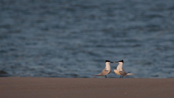 Zwei Brandseeschwalben am Strand, eine trägt etwas im Schnabel. © picture alliance/blickwinkel/AGAMI/R. Martin 